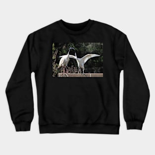 Juvenile Australian White Ibis Begging Crewneck Sweatshirt